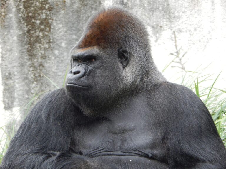 gorilla, zoo animal, wildlife